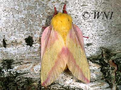 Rosy Maple Moth (Dryocampa rubicunda)